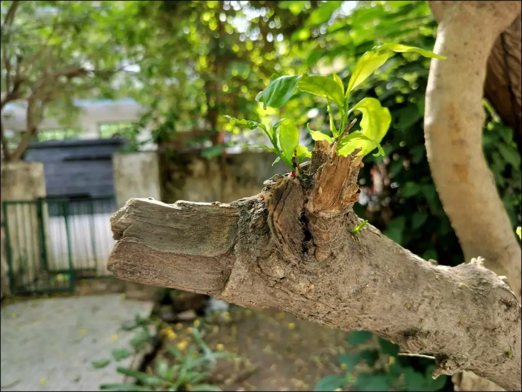 OnePlus Nord CE 3 Lite camera review